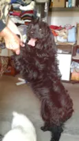 Meg ( Cocker )