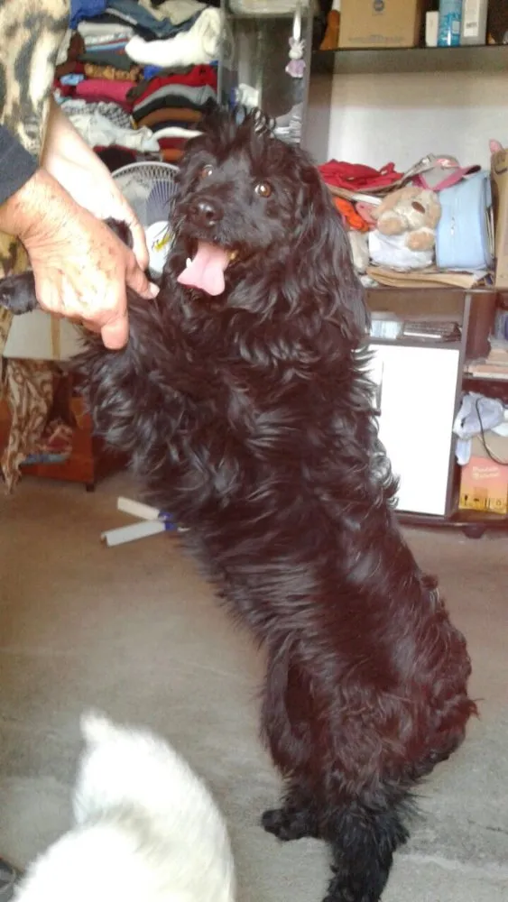 Cachorro ra a Cocker(mestiça) idade 2 anos nome Meg ( Cocker )