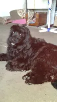 Meg ( Cocker )