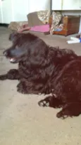 Meg ( Cocker )
