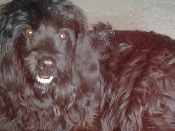Cachorro ra a Cocker(mestiça) idade 2 anos nome Meg ( Cocker )