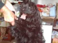 Meg ( Cocker )