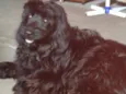 Meg ( Cocker )