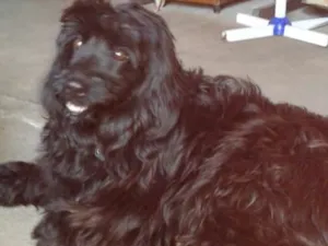 Cachorro raça Cocker(mestiça) idade 2 anos nome Meg ( Cocker )