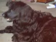Meg ( Cocker )