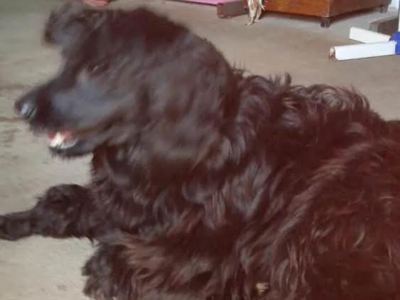 Cachorro ra a Cocker(mestiça) idade 2 anos nome Meg ( Cocker )