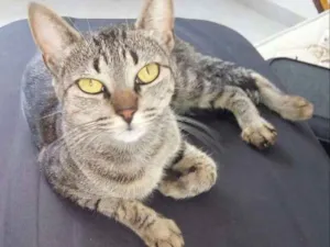 Gato raça Sem Raça definida idade 3 anos nome Hirina
