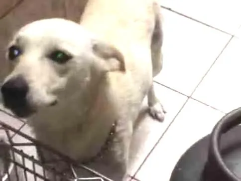 Cachorro ra a Labrador com SRD idade 3 anos nome Pandora -Pandy