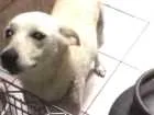 Cachorro raça Labrador com SRD idade 3 anos nome Pandora -Pandy