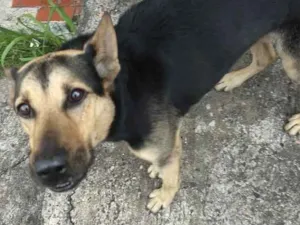 Cachorro raça Indeterminado idade  nome Indeterminado