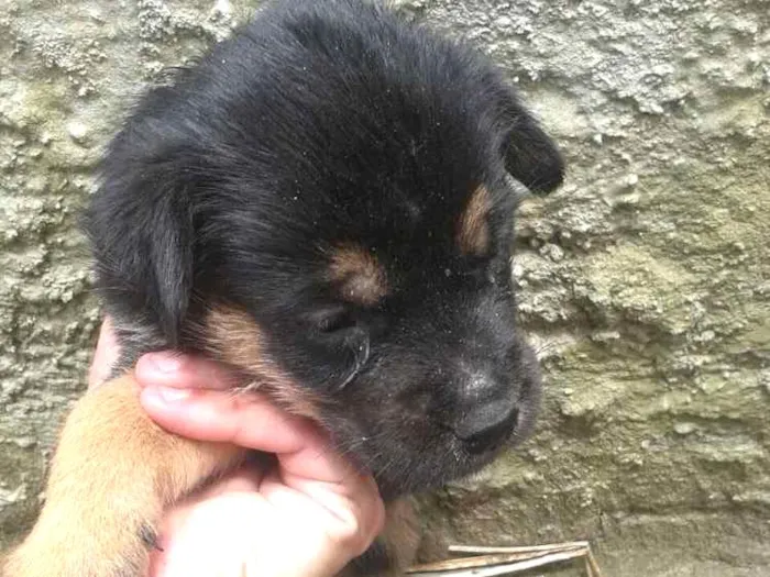 Cachorro ra a Vira lata  idade Abaixo de 2 meses nome Sem nome 