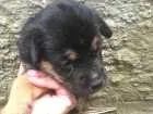 Cachorro raça Vira lata  idade Abaixo de 2 meses nome Sem nome 