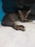 Gatinhos