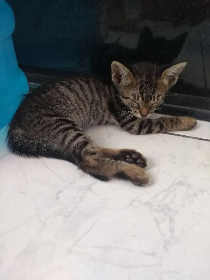 Gato raça Felino idade Abaixo de 2 meses nome Gatinhos
