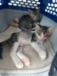 Gatinhos