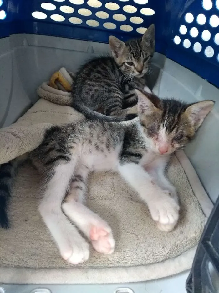 Gato raça Felino idade Abaixo de 2 meses nome Gatinhos