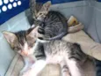 Gatinhos