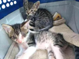 Gato raça Felino idade Abaixo de 2 meses nome Gatinhos