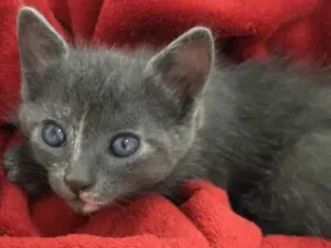 Gato raça SRD idade Abaixo de 2 meses nome Gray e seus irmãos