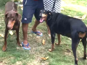 Cachorro raça Dobermann idade 6 ou mais anos nome Thor e Jade