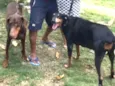 Thor e Jade