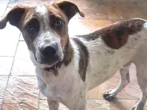 Cachorro raça SRD idade 7 a 11 meses nome Mário Sérgio
