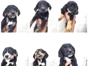 Cachorro raça Vira lata idade Abaixo de 2 meses nome Mel