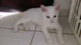 bolinha