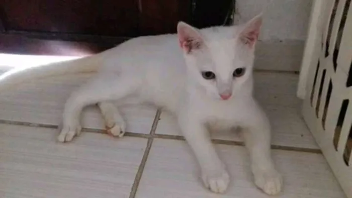 Gato raça  idade 7 a 11 meses nome bolinha