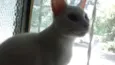 bolinha