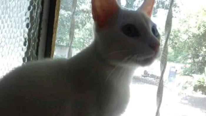 Gato raça  idade 7 a 11 meses nome bolinha
