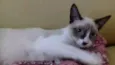 bolinha