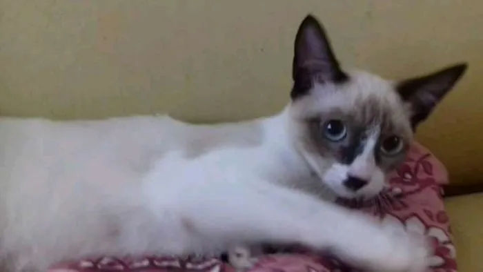 Gato raça  idade 7 a 11 meses nome bolinha