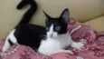 bolinha