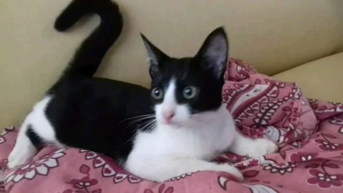 Gato raça  idade 7 a 11 meses nome bolinha