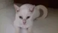 bolinha