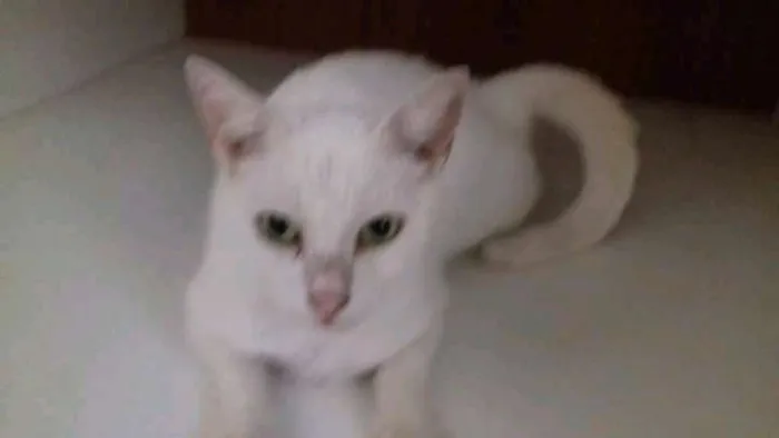 Gato raça  idade 7 a 11 meses nome bolinha