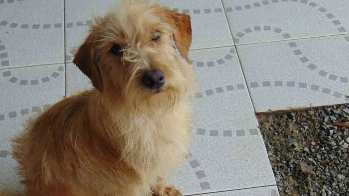 Cachorro ra a Indefinida idade 7 a 11 meses nome Júpiter
