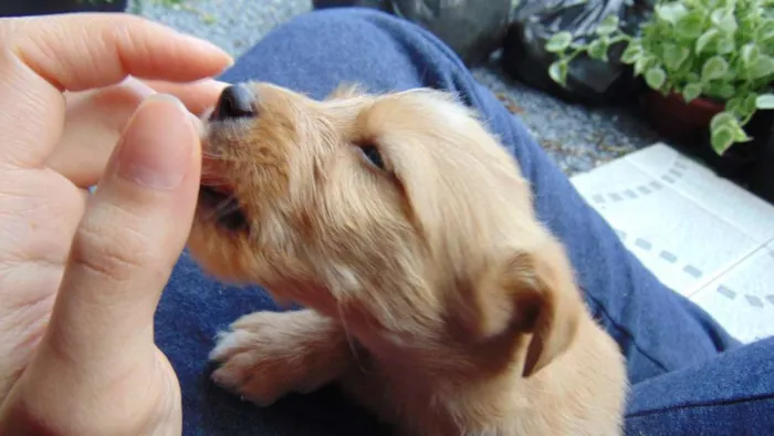 Cachorro ra a Indefinida idade 7 a 11 meses nome Júpiter