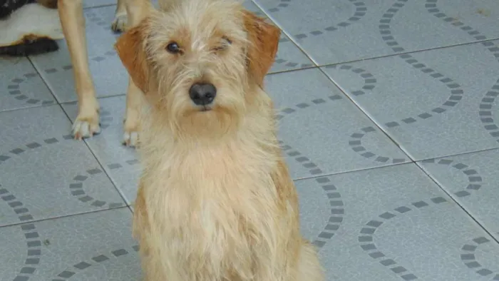 Cachorro ra a Indefinida idade 7 a 11 meses nome Júpiter
