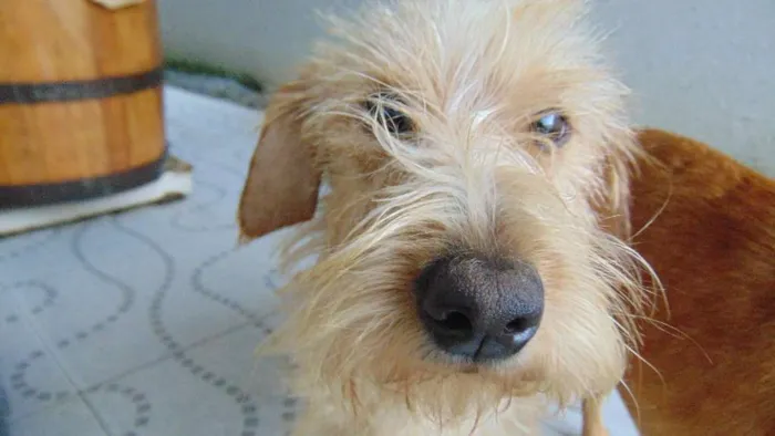 Cachorro ra a Indefinida idade 7 a 11 meses nome Júpiter