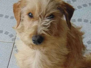 Cachorro raça Indefinida idade 7 a 11 meses nome Júpiter