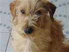 Cachorro raça Indefinida idade 7 a 11 meses nome Júpiter