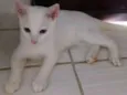 bolinha