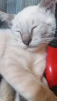 Não tem