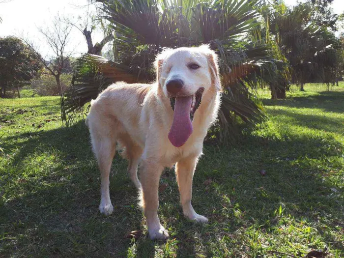 Cachorro ra a Sem raça definida idade 1 ano nome Jack