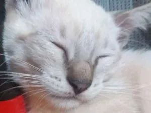 Gato raça  idade 2 a 6 meses nome Não tem