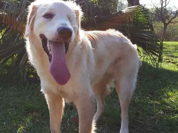 Cachorro ra a Sem raça definida idade 1 ano nome Jack