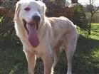 Cachorro raça Sem raça definida idade 1 ano nome Jack