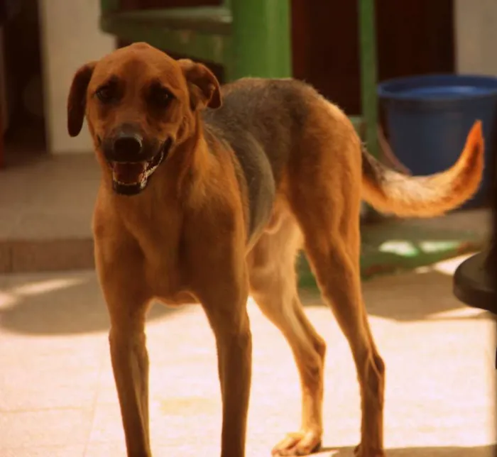 Cachorro ra a Vira-Lata idade 7 a 11 meses nome Paz